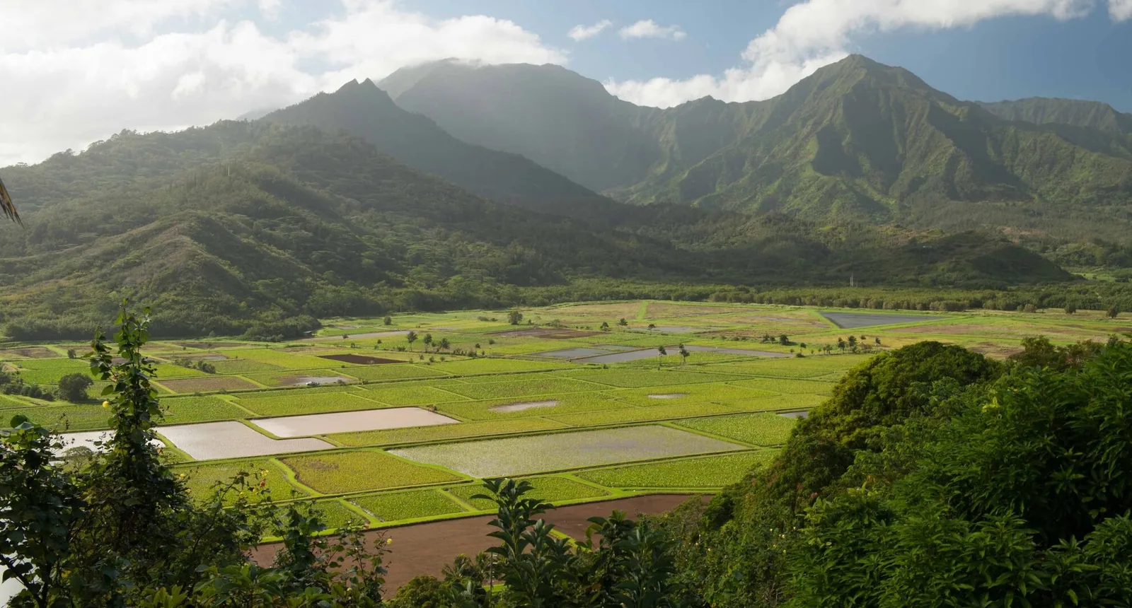 Hanalei Valley taro terraces and the river below misty green mountains.